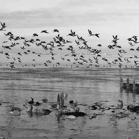 The Willow Studio - Peaceful Retreat Near Whitstable Seaside Faversham Ngoại thất bức ảnh