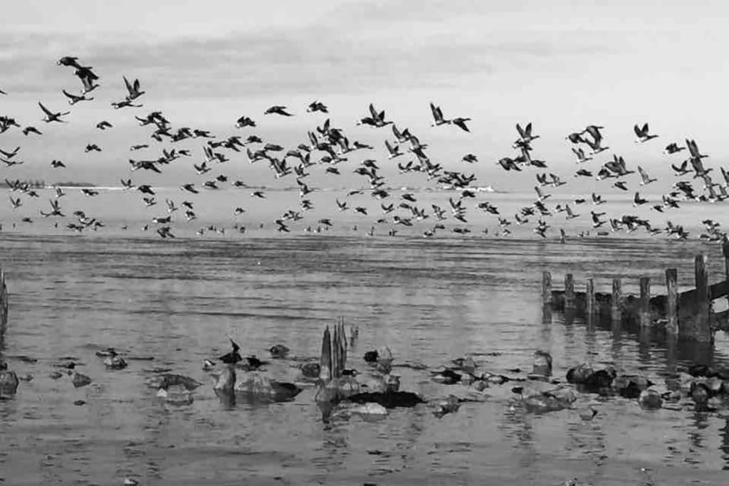 The Willow Studio - Peaceful Retreat Near Whitstable Seaside Faversham Ngoại thất bức ảnh